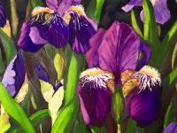 Irises, Watercolour