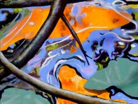 Goldfish Seeking shade | By Lee Rawn