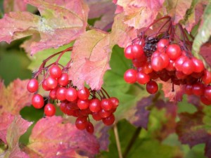 September Berries | Photo by Lee Rawn