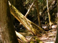 Fallen trees lay rotting across her path, draped in beards of phosphorescent moss.