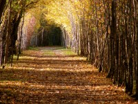 Leafy Tunnel | Photo by Lee Rawn