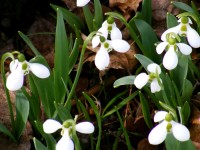 Snowdrops, The First Flowers of Spring | Photo by Lee Rawn