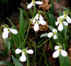 Snowdrops, The First Flowers of Spring | Photo by Lee Rawn